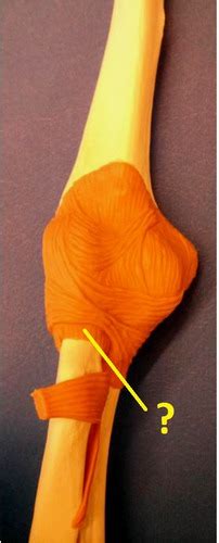 Elbow Anatomy Flashcards .